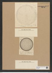 Diatomeae indet. Zeichnungen Sammlung Grunow Nr. 8476 (NHMW-BOT-W0377932)